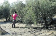 Autorizada la fumigación aérea contra la mosca del olivo