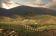 Tratamientos aéreos contra la plaga de la mosca del olivo