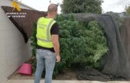 La Guardia Civil desmantela dos plantaciones de marihuana en La Carlota e investiga a dos personas