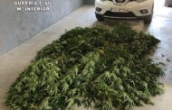 La Guardia Civil de Villaviciosa desmantela una plantación de marihuana en Espiel e investiga a una persona
