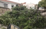 El fuerte viento provoca la caída de una rama de uno de los árboles del Paseo Alameda de Almedinilla