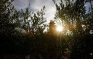 El 70 % del olivar español no cubre costes con el actual precio del aceite