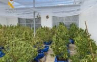 La Guardia Civil desmantela una plantación de marihuana en Encinas Reales y detiene a una persona