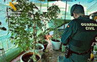 La Guardia Civil con la colaboración de la Policía local de Montalbán desmantela una plantación de marihuana e investiga a una persona por cultivo y elaboración de drogas