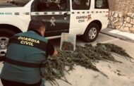 La Guardia Civil desmantela una plantación de marihuana en Palenciana y detiene a una persona