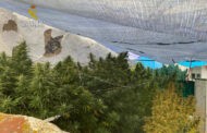 La Guardia Civil desmantela una plantación de marihuana en Peñarroya-Pueblonuevo e investiga a una persona por cultivo y elaboración de drogas