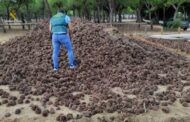 La Guardia Civil desarticula un grupo criminal dedicado al hurto de piñas que operaba en las provincias de Córdoba y Huelva