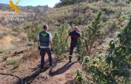 La Guardia Civil desmantela una plantación de marihuana en Montoro y detiene a una persona