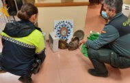 La Guardia Civil y la Policía Local detienen en Baena a los supuestos autores de un robo en la sede de la Agrupación de Cofradías