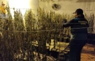 La Guardia Civil desmantela una plantación de marihuana en Posadas y detiene a cinco personas
