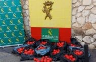 La Guardia Civil detiene a una persona en Lucena como supuesta autora de un delito de tráfico de drogas