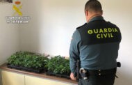 La Guardia Civil de Santaella investiga a un vecino de la localidad al que sorprendieron portando doscientas ocho plantas de marihuana