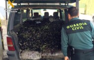 La Guardia Civil interviene en Adamuz más de 9 toneladas de aceituna e investiga a seis personas por apropiación indebida y falsedad documental