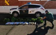 La Guardia Civil desmantela una plantación de marihuana en Fernán Núñez y detiene a una persona