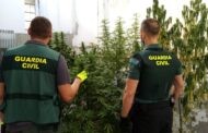 La Guardia Civil de Puente Genil desmantela varias plantaciones de marihuana que se ubicaban en los patios comunitarios de una de las barriadas de la localidad