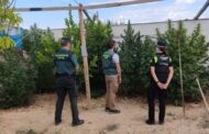 La Guardia Civil desmantela una plantación de marihuana en La Rambla e investiga a una persona por cultivo de droga
