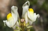 Descubren una nueva especie de planta en el Parque Natural de las Sierras Subbéticas