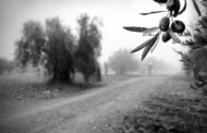 Ganadores del Concurso de Fotografía de la DOP Priego de Córdoba con motivo de su 25 Aniversario