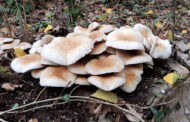Regulada la recogida de setas y hongos en terrenos forestales cordobeses