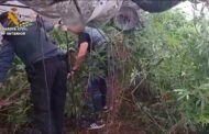 La Guardia Civil investiga a dos personas en Priego de Córdoba y desmantela una plantación de marihuana en Zagrilla Baja