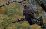 Finaliza el rodaje de Iberia, Naturaleza Infinita, película del director Arturo Menor, patrocinada por la Diputación de Córdoba