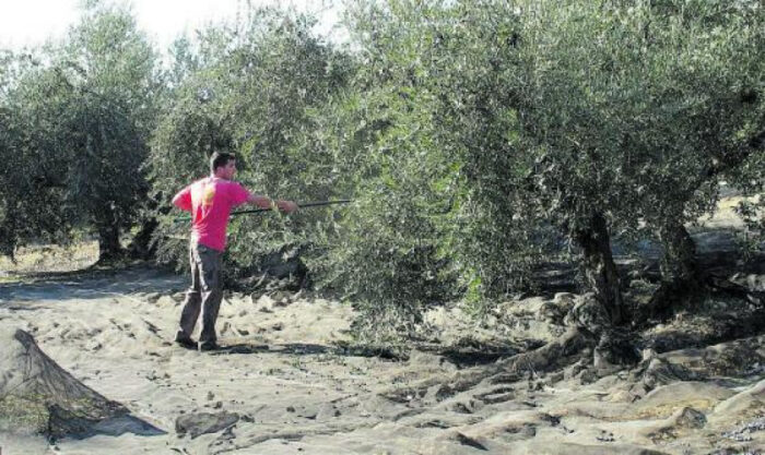 Autorizada la fumigación aérea contra la mosca del olivo