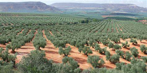 APORTACIONES A LA HOJA DE RUTA DE LA UNIÓN EUROPEA PARA EL DISEÑO