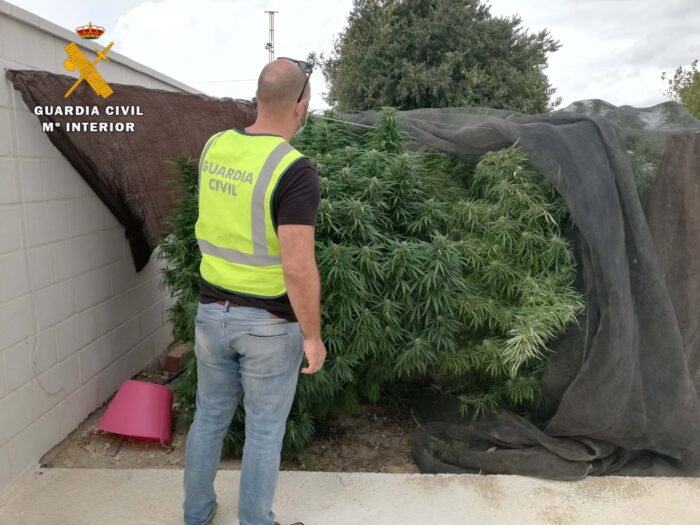 La Guardia Civil desmantela dos plantaciones de marihuana en La Carlota e investiga a dos personas