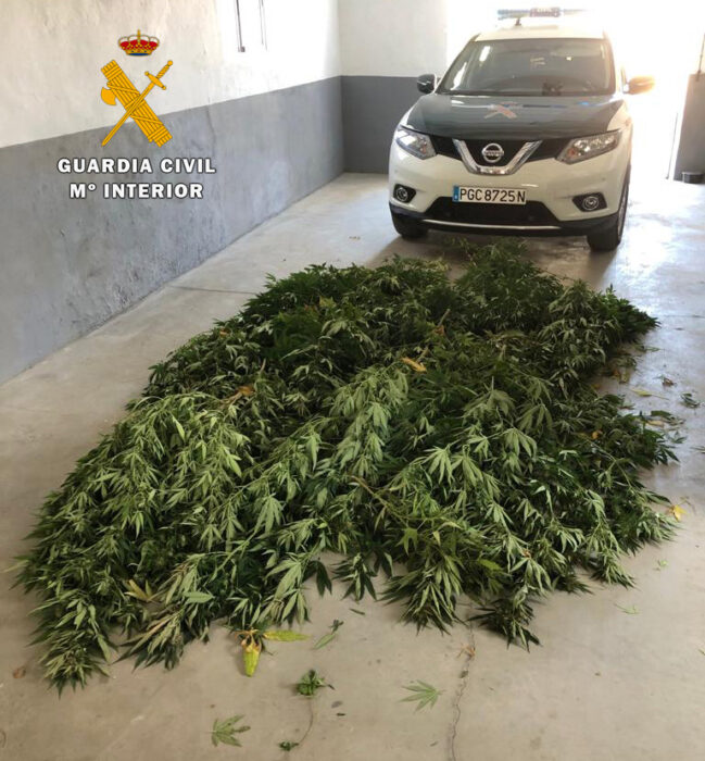La Guardia Civil de Villaviciosa desmantela una plantación de marihuana en Espiel e investiga a una persona
