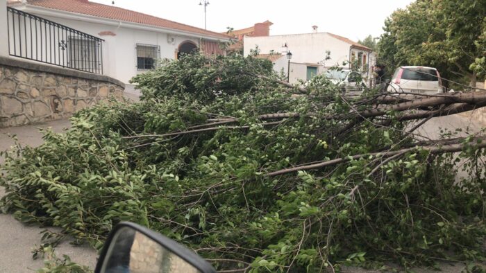El fuerte viento provoca la caída de una rama de uno de los árboles del Paseo Alameda de Almedinilla