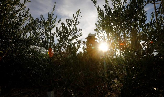 El 70 % del olivar español no cubre costes con el actual precio del aceite