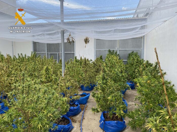 La Guardia Civil desmantela una plantación de marihuana en Encinas Reales y detiene a una persona