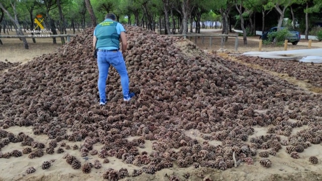 La Guardia Civil desarticula un grupo criminal dedicado al hurto de piñas que operaba en las provincias de Córdoba y Huelva