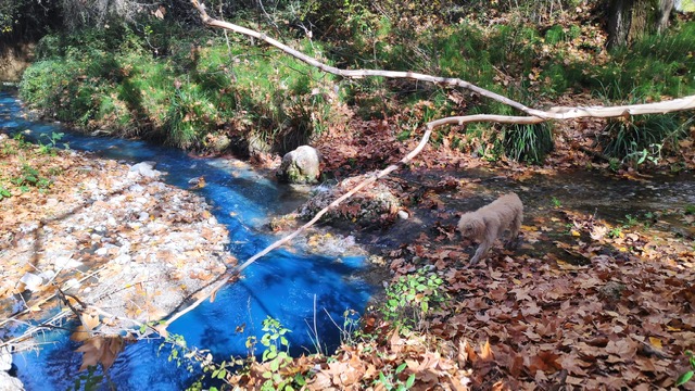 El río Caicena se tiñe de azul tóxico