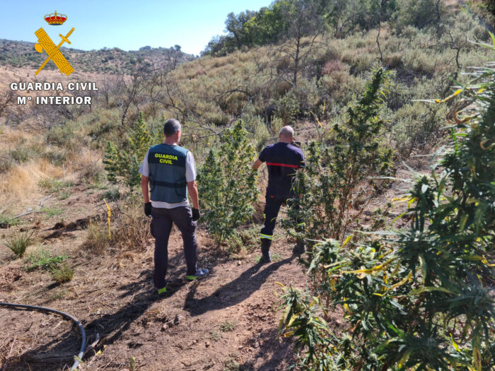 La Guardia Civil desmantela una plantación de marihuana en Montoro y detiene a una persona