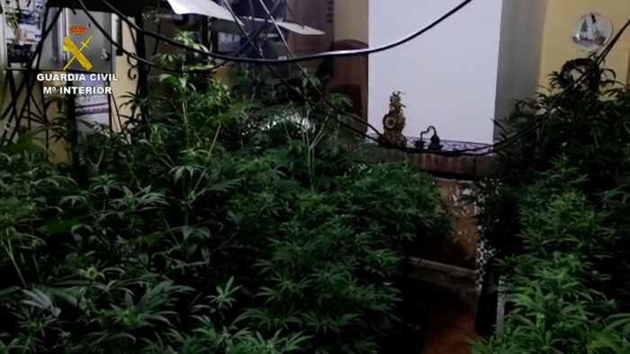 La Guardia Civil con la colaboración de la Policía Local de Fernán Núñez desmantela una plantación de marihuana e investiga a una persona