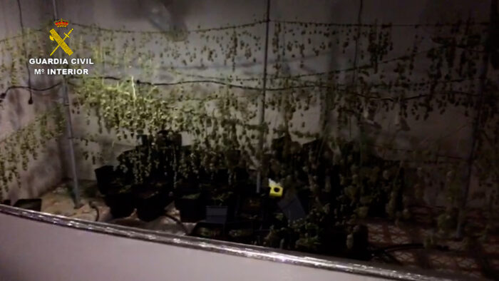 La Guardia Civil desmantela una plantación de marihuana en Puente Genil y detiene a una persona