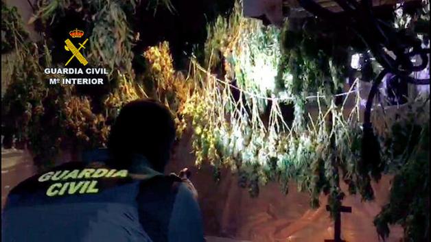 Cuatro personas detenidas y otras dos investigadas en Puente Genil por delitos relacionados con el cultivo de drogas
