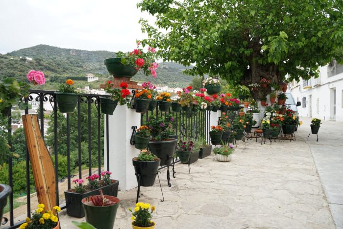 Ya tenemos ganadores de la II edición del concurso “Almedinilla FloresFest”