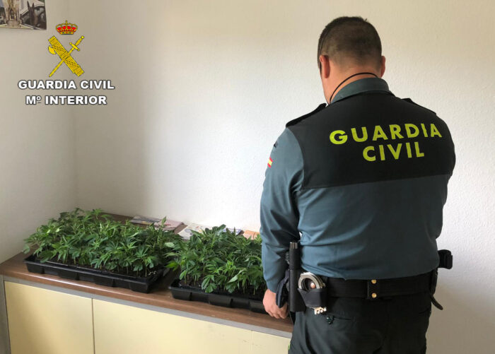 La Guardia Civil de Santaella investiga a un vecino de la localidad al que sorprendieron portando doscientas ocho plantas de marihuana