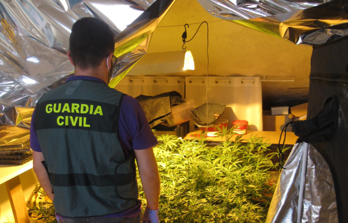 Guardia Civil desmantela una plantación de marihuana en Montilla y detiene a dos personas