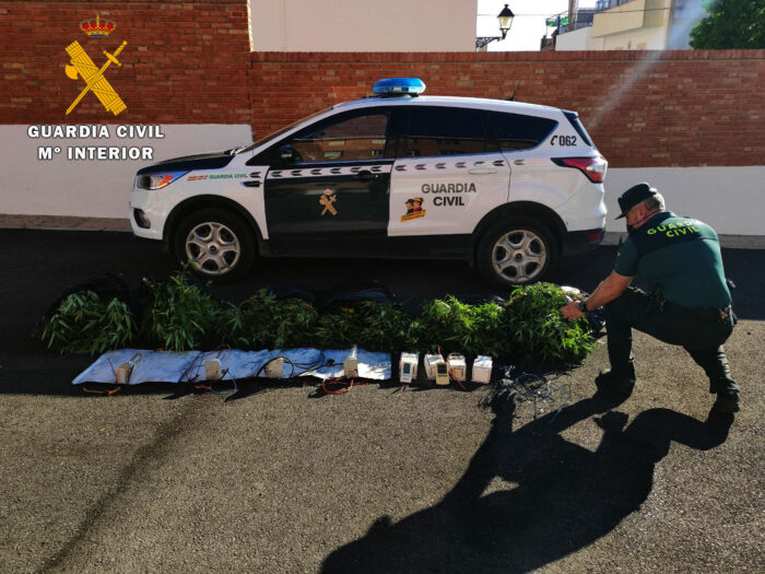 La Guardia Civil desmantela una plantación de marihuana en Fernán Núñez y detiene a una persona