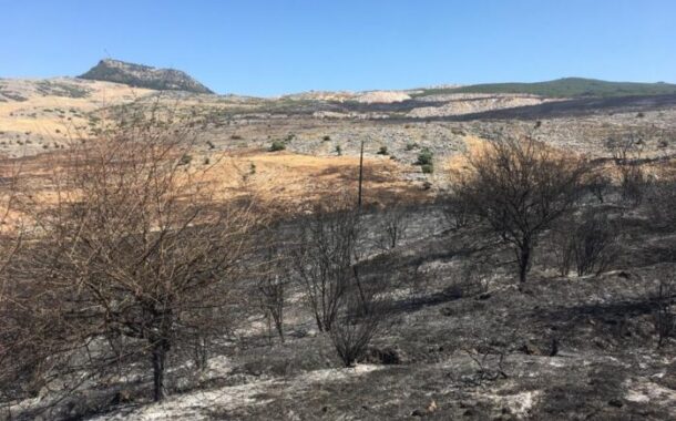 Cinco medios aéreos y más de 60 efectivos continúan trabajando para controlar el incendio forestal de Cabra