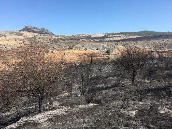Cinco medios aéreos y más de 60 efectivos continúan trabajando para controlar el incendio forestal de Cabra