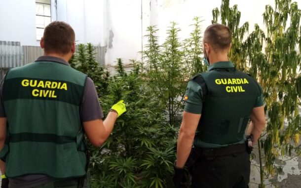 La Guardia Civil de Puente Genil desmantela varias plantaciones de marihuana que se ubicaban en los patios comunitarios de una de las barriadas de la localidad