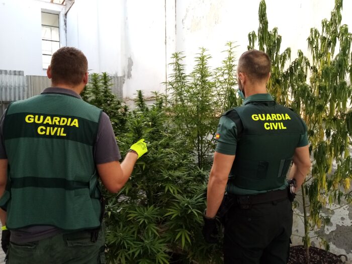 La Guardia Civil de Puente Genil desmantela varias plantaciones de marihuana que se ubicaban en los patios comunitarios de una de las barriadas de la localidad