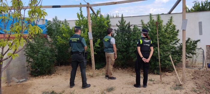 La Guardia Civil desmantela una plantación de marihuana en La Rambla e investiga a una persona por cultivo de droga