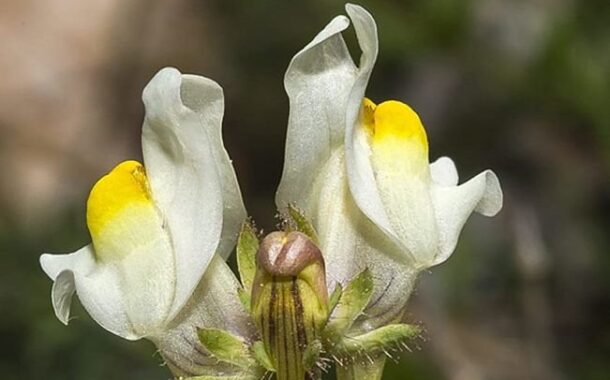 Descubren una nueva especie de planta en el Parque Natural de las Sierras Subbéticas