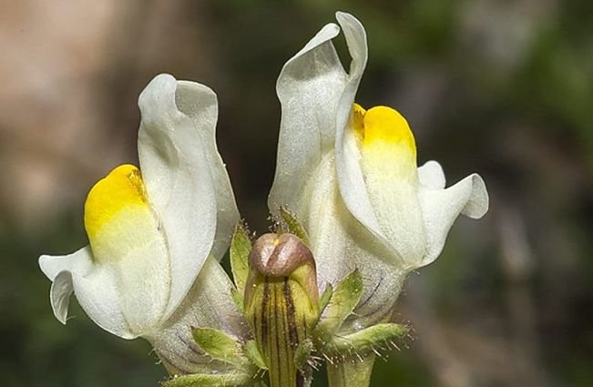 Descubren una nueva especie de planta en el Parque Natural de las Sierras Subbéticas