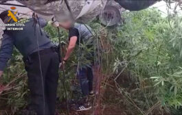 La Guardia Civil investiga a dos personas en Priego de Córdoba y desmantela una plantación de marihuana en Zagrilla Baja